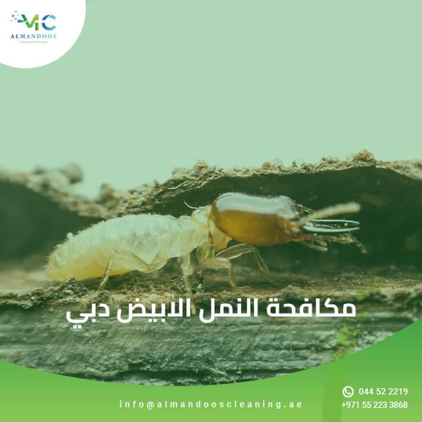 مكافحة النمل الابيض دبي